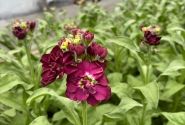 Matthiola incana Centum Violet
