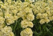 Matthiola incana Stox Yellow