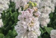 Matthiola incana Stox Silver