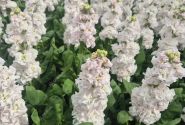 Matthiola incana Stox Silver