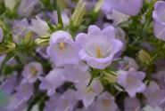 Campanula medium Champion Lavender