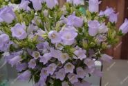 Campanula medium Champion Lavender