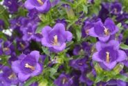 Campanula medium Champion Blue