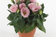 Lisianthus grandiflorum  Julietta F1 Pink