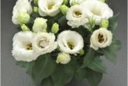 Lisianthus grandiflorum  Julietta F1 White