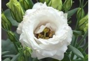 Lisianthus grandiflorum  Julietta F1 White