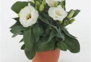 Lisianthus grandiflorum  Julietta F1 White