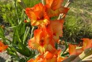 Gladiolus Flevo Freedom