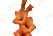Gladiolus Flevo Freedom