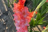 Gladiolus Rusty Chestnut