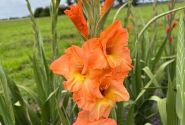 Gladiolus Olympic Flame