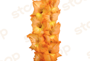 Gladiolus Olympic Flame