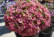 Petunia atkinsiana Tea Flamingo
