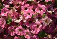 Petunia atkinsiana Tea Flamingo