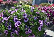 Petunia atkinsiana Tea Purple Vein