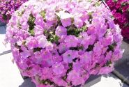 Petunia atkinsiana Tea Pink