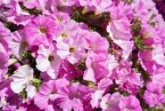 Petunia atkinsiana Tea Pink