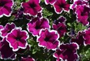 Petunia atkinsiana Tea Purple White Edge