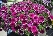 Petunia atkinsiana Tea Purple White Edge
