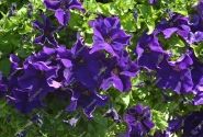 Petunia atkinsiana Tea Blue