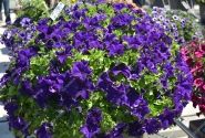 Petunia atkinsiana Tea Blue