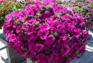 Petunia atkinsiana Tea Purple