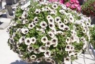Petunia atkinsiana Tea Tiramisu