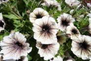 Petunia atkinsiana Tea Tiramisu