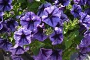 Petunia atkinsiana Tea Indigo Vein