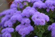 Ageratum houstonianum Aloha Blue