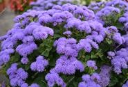 Ageratum houstonianum Aloha Blue