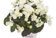 Begonia elatior BK Collection Glory White