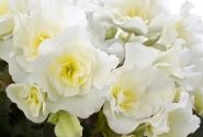 Begonia elatior BK Collection Glory White