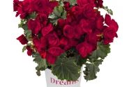 Begonia elatior Bk Collection Vermillion Red