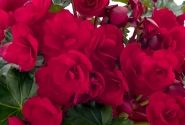 Begonia elatior Bk Collection Vermillion Red