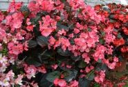Begonia benariensis Big Rose Bronze Leaf