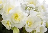 Begonia Bk Collection Glory White