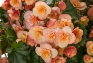 Begonia Bk Collection Esmay Peach