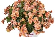 Begonia Bk Collection Esmay Peach