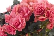 Begonia Bk Collection Chloe Coral Pink