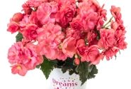 Begonia Bk Collection Chloe Coral Pink