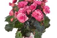 Begonia Bk Collection Frivola Pink