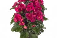 Begonia Bk Collection Evi Bright Pink