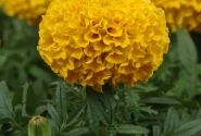 Tagetes erecta Taishan Gold