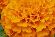 Tagetes erecta Taishan Orange