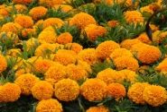 Tagetes erecta Taishan Orange