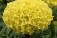 Tagetes erecta Taishan Yellow