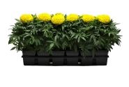 Tagetes erecta Taishan Yellow