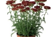 Achillea millefolium Desert Eve Red