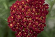 Achillea millefolium Desert Eve Red